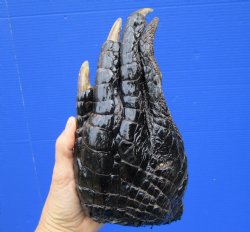 Extra Large Alligator Foot for Sale 9-1/2 by 4-3/4 inches Preserved with Formaldehyde for $49.99