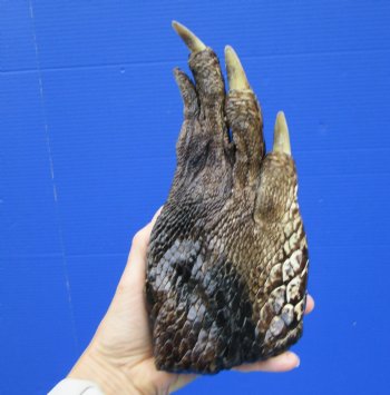 Extra Large Alligator Foot for Sale 9-1/2 by 4-3/4 inches Preserved with Formaldehyde for $49.99