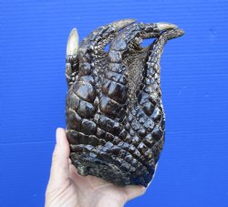 7 by 4-1/4 inches Large Florida Alligator Foot for Sale Preserved with Formaldehyde for $34.99