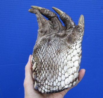 7 by 4-1/4 inches Large Florida Alligator Foot for Sale Preserved with Formaldehyde for $34.99