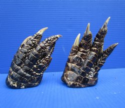 Two Free Standing Alligator Feet for Sale 6 inches Cured in Formaldehyde for $25 each