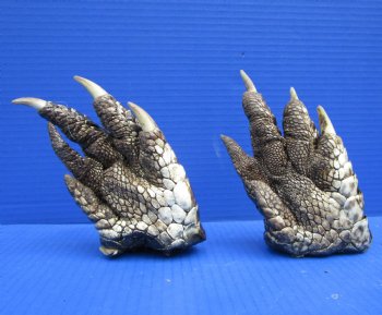 Two Free Standing Alligator Feet for Sale 6 inches Cured in Formaldehyde for $25 each