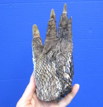 8-1/4 by 3-1/2 inches Large Authentic Florida Alligator Foot Preserved with Formaldehyde for $44.99