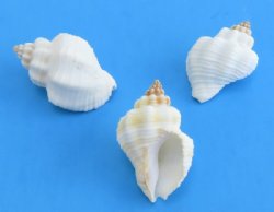 Tranquebar Goblet Shells, Canthanus Tranquebaricus, 1-1/4 to 1-1/2 inches - 100 @ .21 each