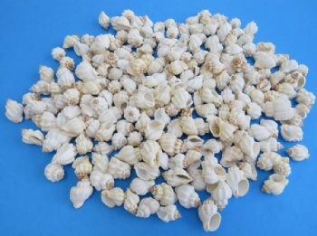 Tranquebar Goblet Shells, Canthanus Tranquebaricus, 1-1/4 to 1-1/2 inches - 100 @ .21 each
