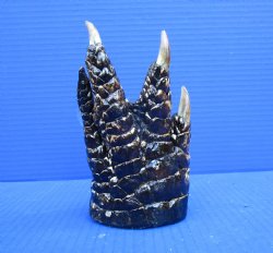 6-1/4 by 3-1/2 inches Authentic Florida Alligator Foot, Free Standing, Preserved with Formaldehyde for $29.99