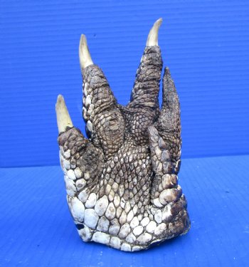 6-1/4 by 3-1/2 inches Authentic Florida Alligator Foot, Free Standing, Preserved with Formaldehyde for $29.99