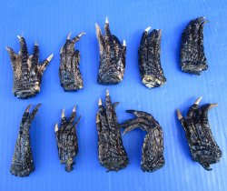 10 Alligator Feet for Crafts, 3 to 5 inches, Preserved in Formaldehyde  - $4.00 each
