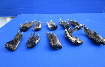 10 Alligator Feet for Crafts, 3 to 5 inches, Preserved in Formaldehyde  - $4.00 each