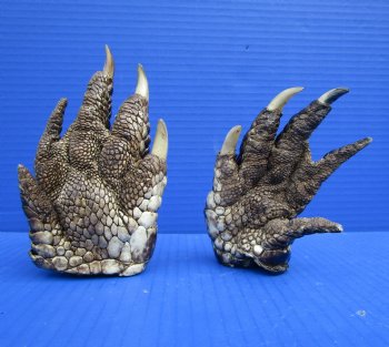 Two Free Standing Alligator Feet for Sale 5 inches Cured in Formaldehyde for $20 each