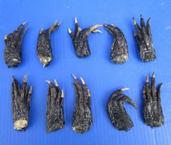 10 Authentic Florida Alligator Feet, 3 to 5 inches, Preserved in Formaldehyde for $4.00 each