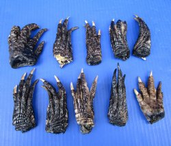 10 Real Florida Alligator Feet for Crafts, 3 to 5 inches, Preserved in Formaldehyde for $4.00 each