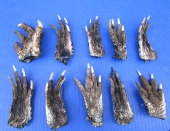 10 Real Florida Alligator Feet for Crafts, 3 to 5 inches, Preserved in Formaldehyde for $4.00 each