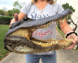 16 inches Extra Large Louisiana Alligator Head Souvenir for $99.99
