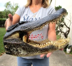 16 inches Extra Large Louisiana Taxidermy Alligator Head for Sale - Buy this one for $99.99