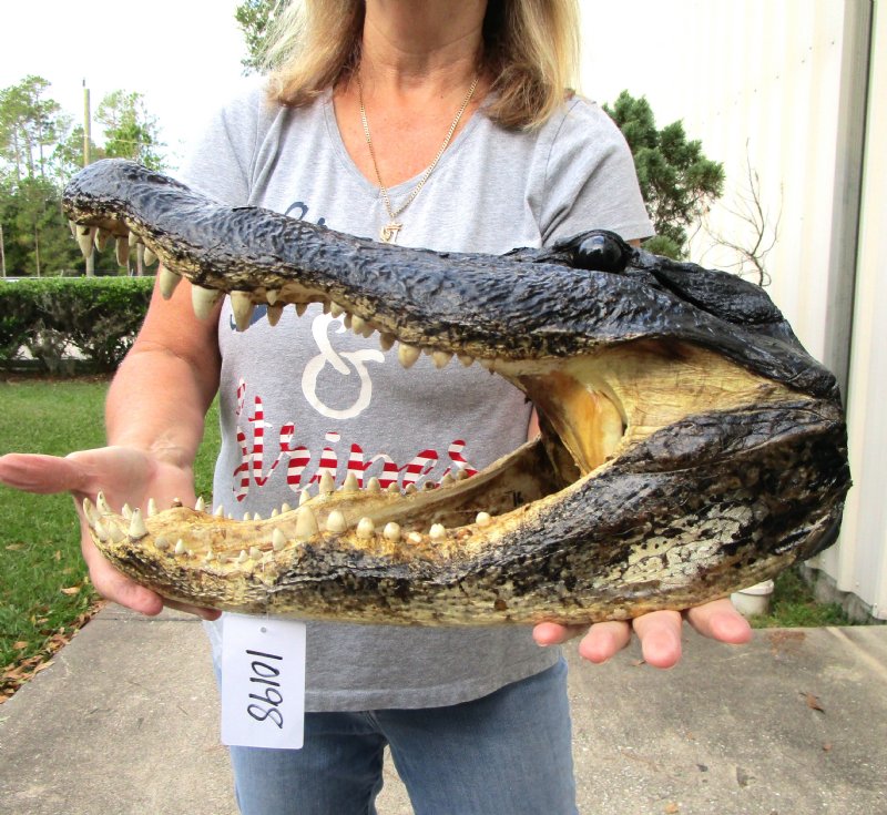 16 inches Extra Large Real Taxidermy Alligator Head for Sale