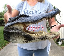 14 by 7-1/4 inches Alligator Head Souvenir for Sale from a Louisiana Gator for $59.99