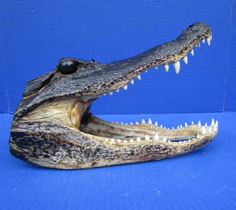 12 by 6 inches Louisiana Alligator Head from an 8 foot Gator for 49.99
