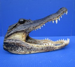 12 by 6 inches Louisiana Alligator Head from an 8 foot Gator for $49.99