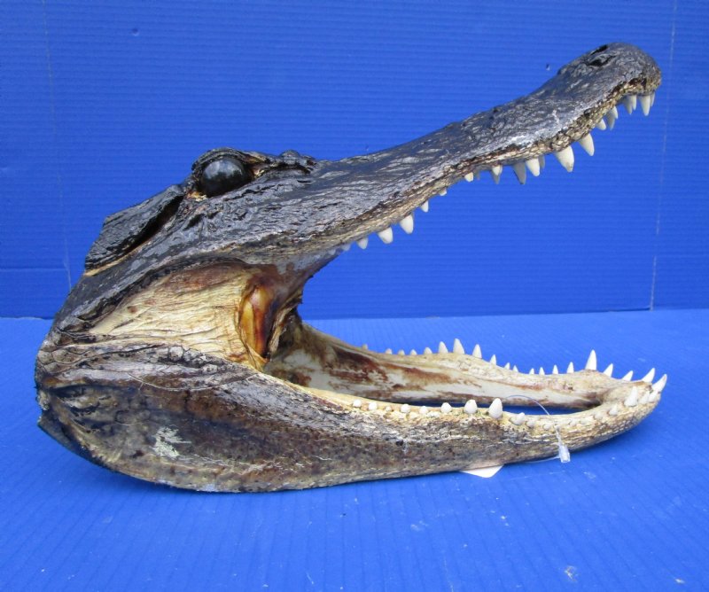 12 by 6 inches Alligator Head for Sale