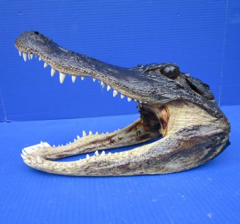 12 by 6 inches Alligator Head for Sale from an 8 foot Louisiana Gator for $49.99