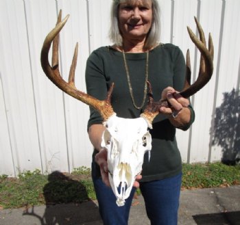 Whitetail Deer Skull, Roe Deer Skull