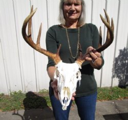 Whitetail Deer Skull, Roe Deer Skull