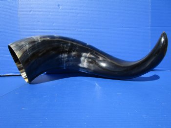 31 inches Extra Large Polished Buffalo Horn with a Wide Base for $59.99