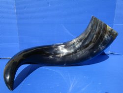 31 inches Extra Large Polished Buffalo Horn with a Wide Base for $59.99