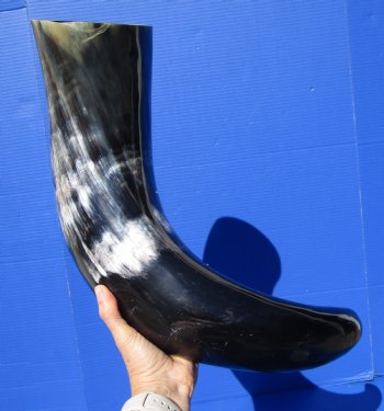 31 inches Extra Large Polished Buffalo Horn with a Wide Base for $59.99