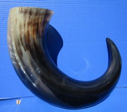 31 inches Extra Large Polished Buffalo Horn with a Wide Base for $59.99
