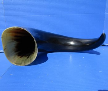 31 inches Extra Large Polished Buffalo Horn with a Wide Base for $59.99