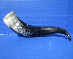 27 inches Extra Large Polished Buffalo Horn with a Wide Base for $59.99