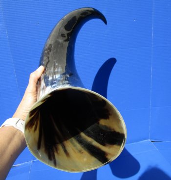 27 inches Extra Large Polished Buffalo Horn with a Wide Base for $59.99