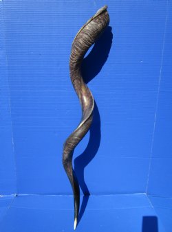 41 inches Large Half-Polished Kudu Horn (32 inches straight) - $131.99