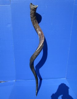 42 inches Large Half-Polished Kudu Horn (33 inches straight) - $131.99
