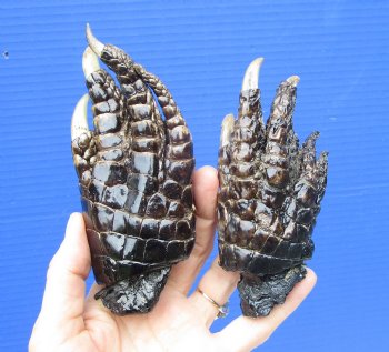 Two Alligator Feet, 5 and 5-1/2 inches Preserved with Formaldehyde for $14.99