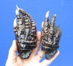 Two Alligator Feet, 5 and 5-1/2 inches Preserved with Formaldehyde for $14.99