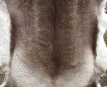 Authentic Reindeer Hide, Skin, Fur 46 by 41 inches for $154.99