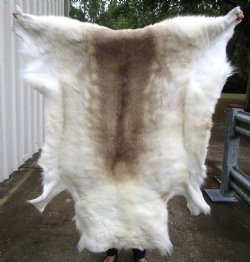 Genuine Reindeer Hide, Skin with Light Fur 49 by 47 inches for $154.99