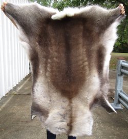 Reindeer Skin, Hide for Sale 45 by 40 inches for $154.99