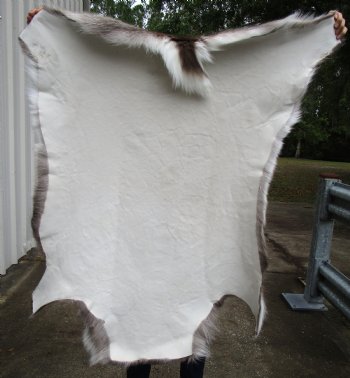 Reindeer Skin, Hide for Sale 45 by 40 inches for $154.99