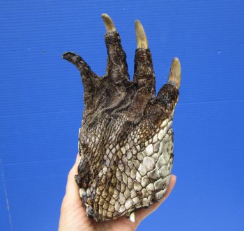 8 by 5 inches Large Real Florida Alligator Foot Preserved with Formaldehyde for $44.99