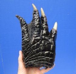 9 by 6 inches Extra Large Real Florida Alligator Foot Preserved with Formaldehyde for $49.99