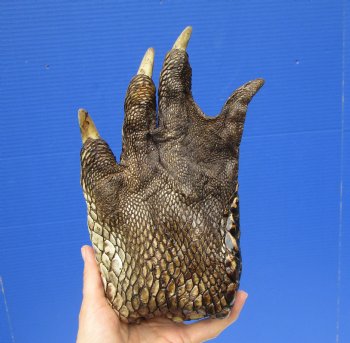 9 by 6 inches Extra Large Real Florida Alligator Foot Preserved with Formaldehyde for $49.99