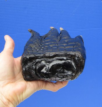 9 by 6 inches Extra Large Real Florida Alligator Foot Preserved with Formaldehyde for $49.99