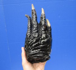 9 by 4 inches Large Real Florida Alligator Foot Preserved with Formaldehyde for $49.99