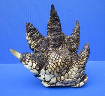 6-1/4 by 6-1/2 inches Real Florida Alligator Foot Preserved with Formaldehyde, Free Standing, for $29.99