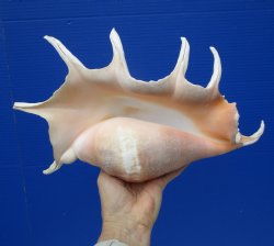 13-7/8 inches Lambis Truncata Giant Spider Conch Shell for $19.99