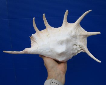 13-7/8 inches Lambis Truncata Giant Spider Conch Shell for $19.99